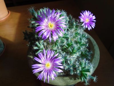 Dec. 2018: Trichodiadema densum; Ajun de Craciun
