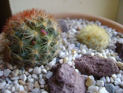 Mammillaria carmenae, 2 ex.