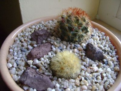 Mammillaria carmenae, 2 ex.