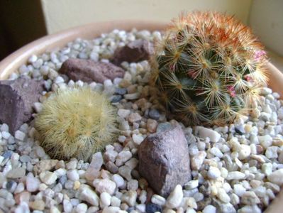 Mammillaria carmenae, 2 ex.