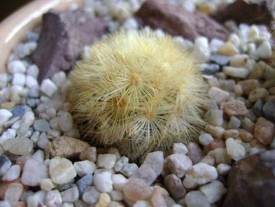 Mammillaria carmenae