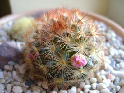 Mammillaria carmenae