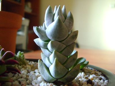 Crassula deceptor