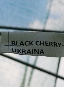 BLACK CHERRY UKR 2018 (7)