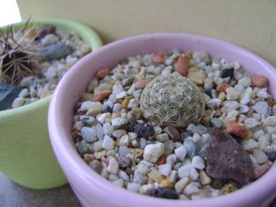 Afara toata iarna: Pediocactus knowltonii