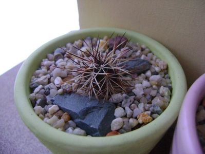 Afara toata iarna: Echinocereus viridiflorus v. davisii