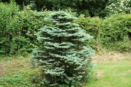 picea pungens bastion