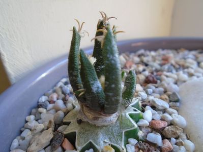 Ariocarpus agavoides v. sanluisensis, altoit