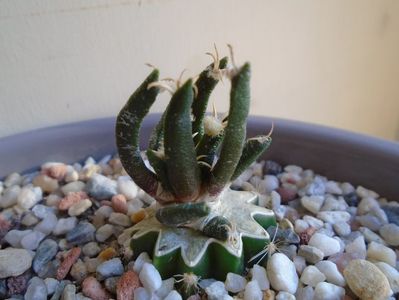 Ariocarpus agavoides v. sanluisensis, altoit