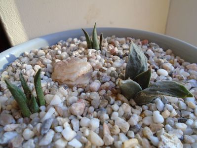 Perioada de repaus: Ariocarpus