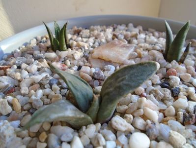 Perioada de repaus: Ariocarpus