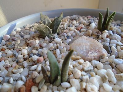 Perioada de repaus: Ariocarpus