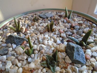 Perioada de repaus: Ariocarpus