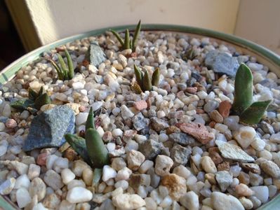 Perioada de repaus: Ariocarpus