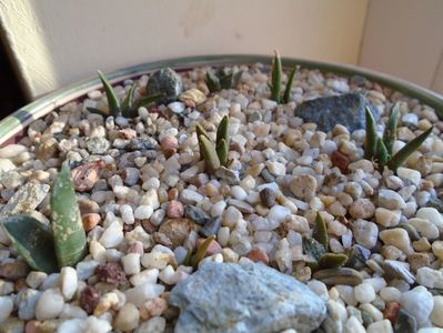 Perioada de repaus: Ariocarpus