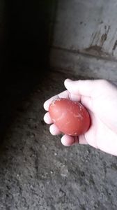 Primul ou de la tinerele din 2018