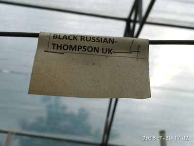 BLACK RUSSIAN THOMPSON 2018 (12)