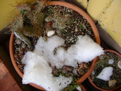 Cactusi winter hardy sub zapada