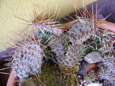 Cactusi winter hardy sub zapada