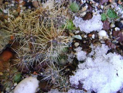 Cactusi winter hardy sub zapada