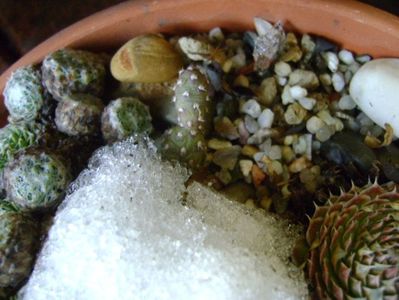 Cactusi winter hardy sub zapada