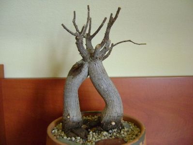Ficus microcarpa cv. Ginseng; ian. 2019
