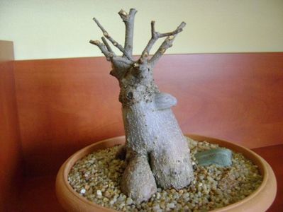 Ficus microcarpa cv. Ginseng; ian. 2019

