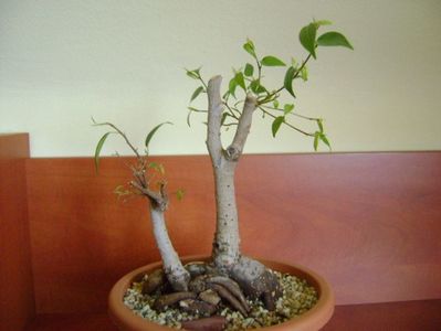 Ficus benjamina (weeping fig); ian. 2019
