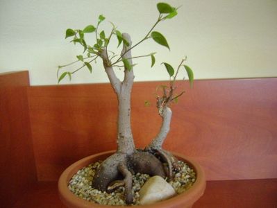 Ficus benjamina (weeping fig); ian. 2019
