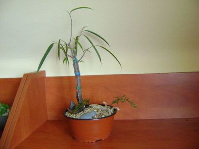 Ficus maclellandii cv. Alii; ian. 2019
