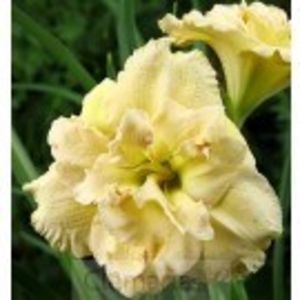 hemerocallis_bowl_of_cream-13r