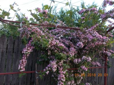 weigela