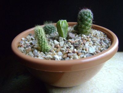 Grup de 4 cactusi; Acharagma roseanum v. galeanensis, Galeana, Nuevo León, Mx   
Astrophytum myriostigma hb. (clorofil-deficitar) 
Eriosyce senilis (Neoporteria nidus)
Mamm. fraileana
