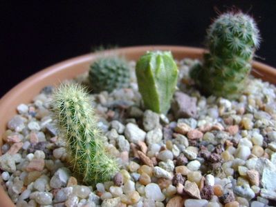 Grup de 4 cactusi; Acharagma roseanum v galeanensis, Galeana, Nuevo León, Mx   
Astrophytum myriostigma hb. (clorofil-deficitar) 
Eriosyce senilis (Neoporteria nidus)
Mamm. fraileana
