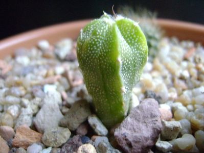 Astrophytum myriostigma hb. (clorofil-deficitar)