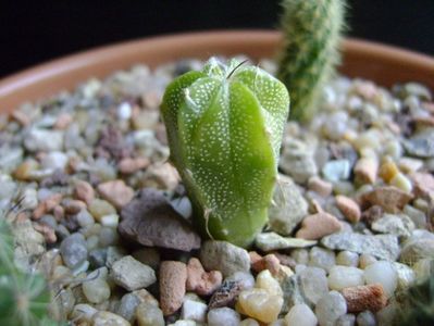 Astrophytum myriostigma hb. (clorofil-deficitar)