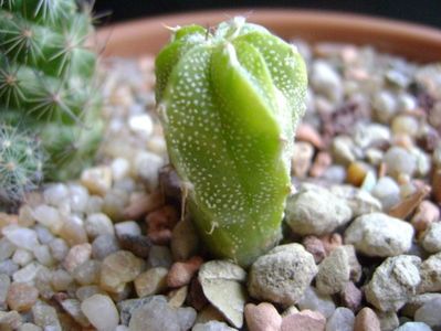 Astrophytum myriostigma hb. (clorofil-deficitar)