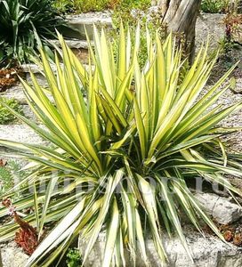 Bulbi Yucca Golden Sword; STOC EPUIZAT!     Plantarea se face in perioada martie-mai.Va inflori in perioada mai-august. Prefera locurile insorite.Inaltimea maxima 50-60 cm.
