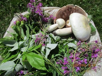 Bunatati la Alpine , ciuperci si zburatoare planta melifera bogata in vitamina C