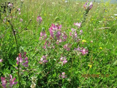 Osul-IEPURELUI , PLANTA MEDICINALA