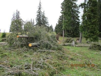 doboratura de vant peste trocile vacilor