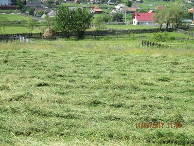 iarba buna de munte grasa buna la capre