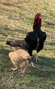 Familie Combatant Tuzo, cocoș cu două găini