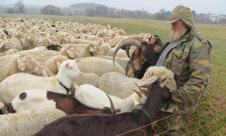 Batranul cu caprele si oile,,,