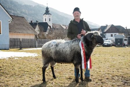 Berbec Tiroler Steinschaf-6hg