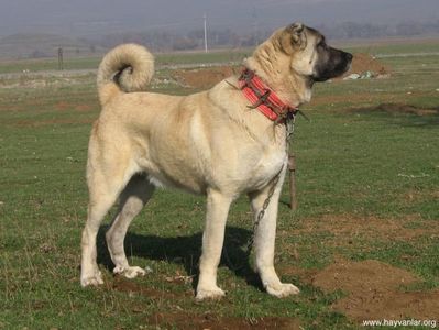 Ciobanescul Anatolian Kangal frumos