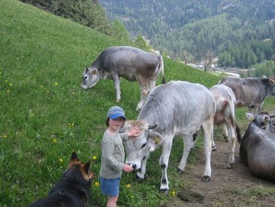 Fetita cu vacutele brune de munte