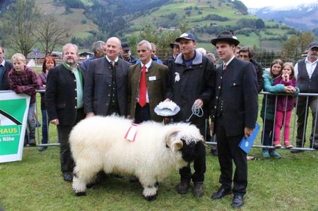 Gesamtsieger Walliser Schwarznasen Widder (Mittel)