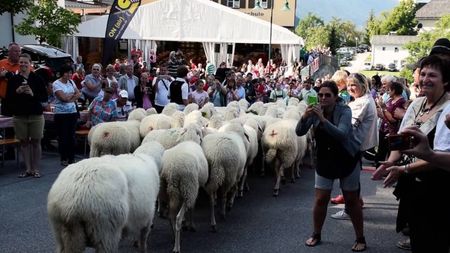 La noi oamenii s-ar tine de nas,,,cand trec oile