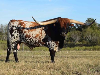 Rasa Texas Longhorn